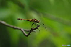 小枝の上のトンボ