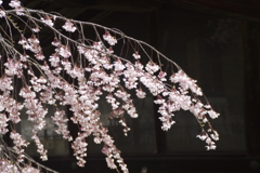 上山城の桜-6