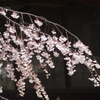 上山城の桜-6