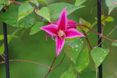 I雨の日の花散歩‐クレマチス