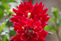 花散歩‐燃える真っ赤なダリア