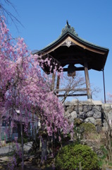 鐘楼と紅枝垂桜