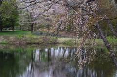 大平沼の山桜