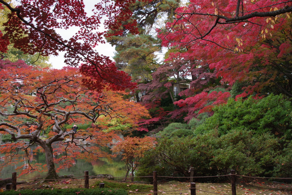 もみじ公園-1