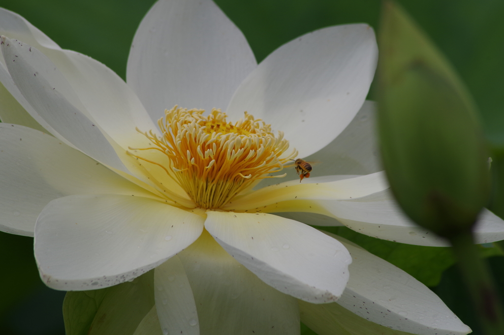 白蓮で蜜集め