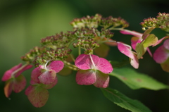 山紫陽花の裏返し