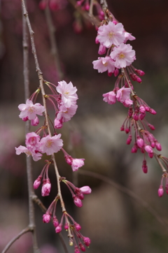 八重紅枝垂れ桜