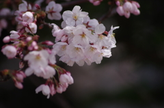 桜・さくら・サクラ-1