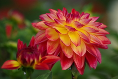 山形のダリア-アメリカレモン