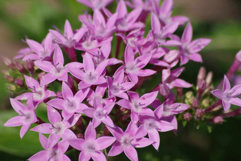 ダリヤ園の花たち‐ペンタス