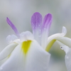花菖蒲-爪紅