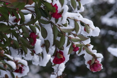 雪の朝－山茶花の雪1