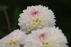 秋田のダリア‐2017新作1