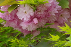桜色・いろいろ31
