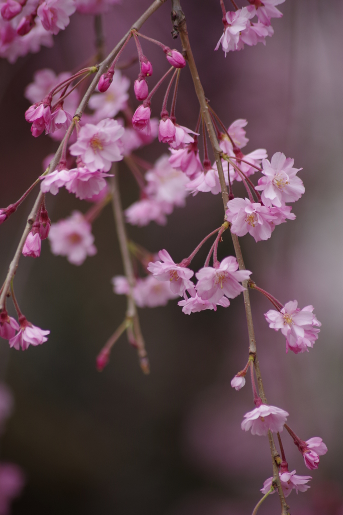 光禅寺の枝垂れ桜-4