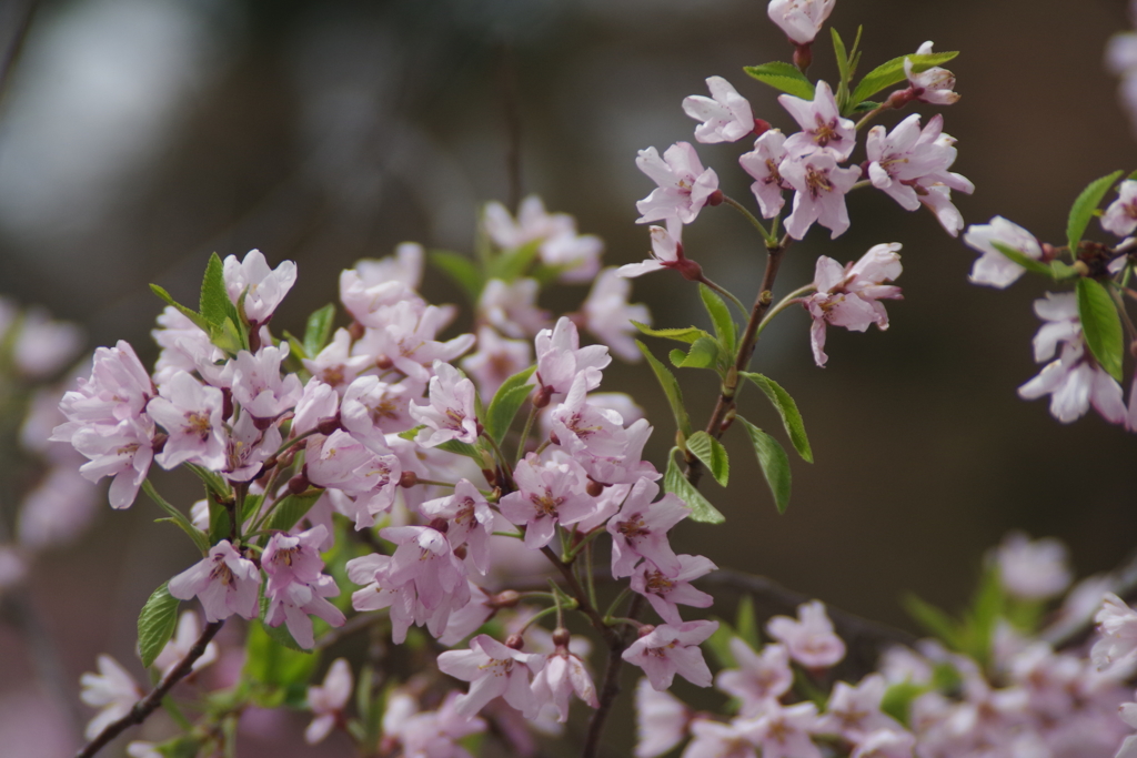 山形の桜尽くし-18