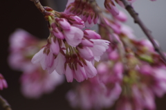 光禅寺の枝垂れ桜-2