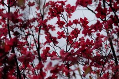 春の忘れ物‐花水木1