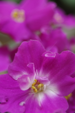 セントポーリア-1