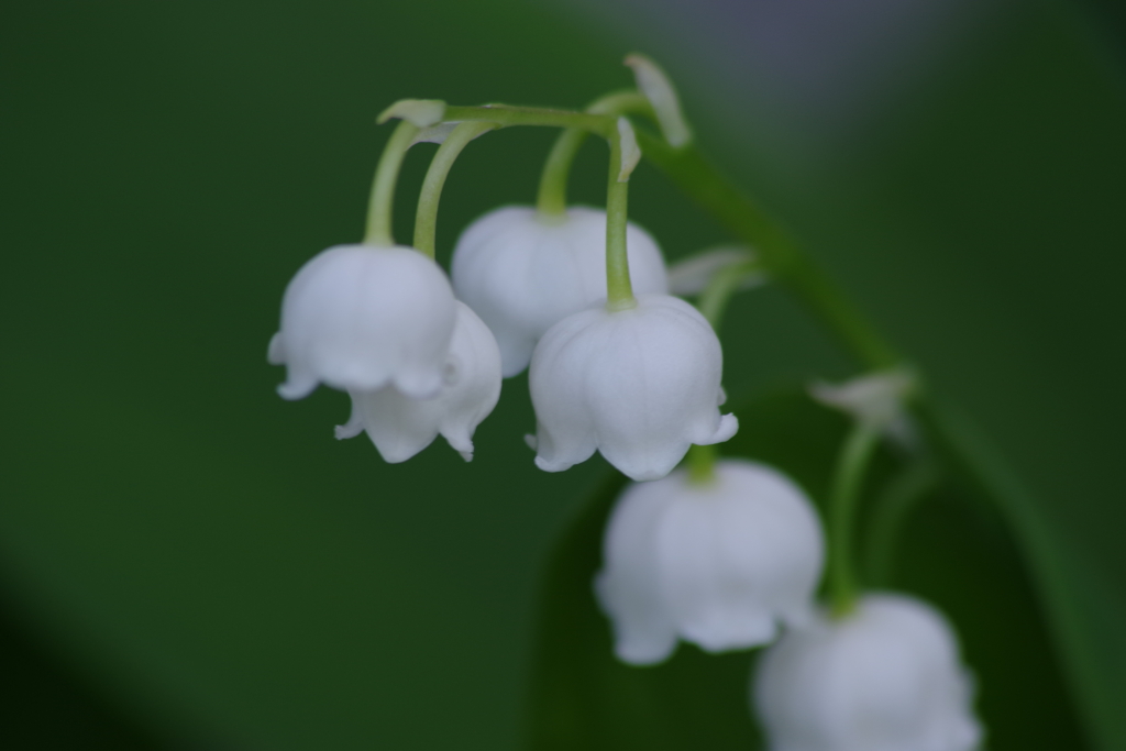 花散歩-スズラン