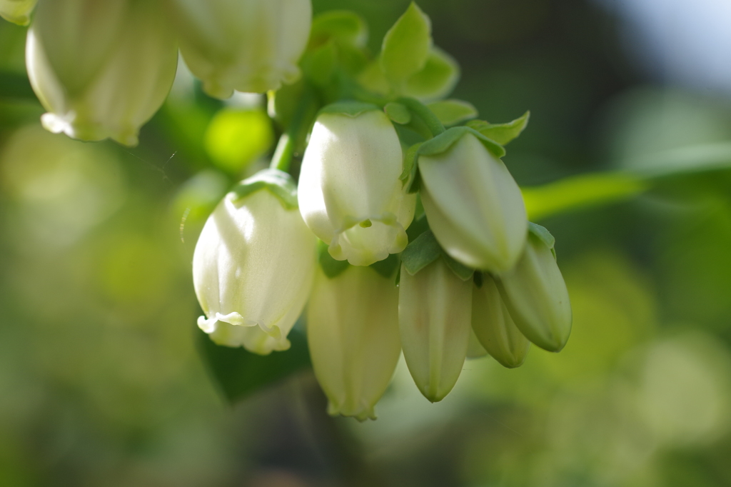 ブルーベリーの花-3