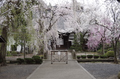 光禅寺の桜-2