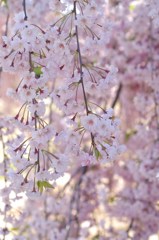 桜色-八重紅枝垂れ