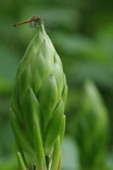 夏の野草園-ウバユリの蕾