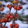 冬でも赤い実-花茄子