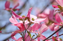 花水木-2