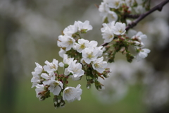 桜桃の花-3
