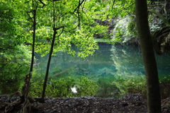 青い池と緑の映り込み-1