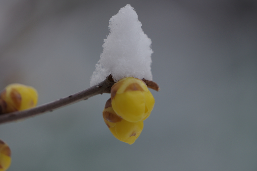 雪にも寒さにもめげず咲く-3