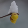 雪にも寒さにもめげず咲く-3