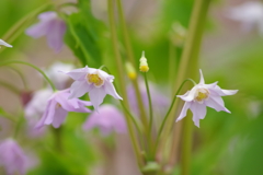 野草園の花散歩-戸隠升麻
