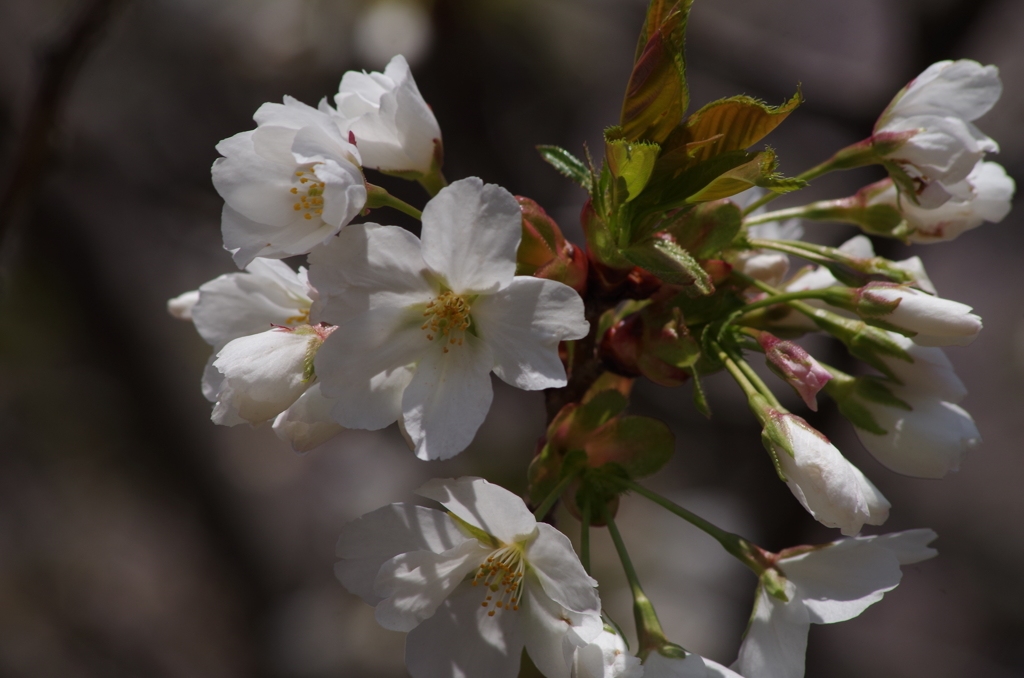 霞城の桜-4