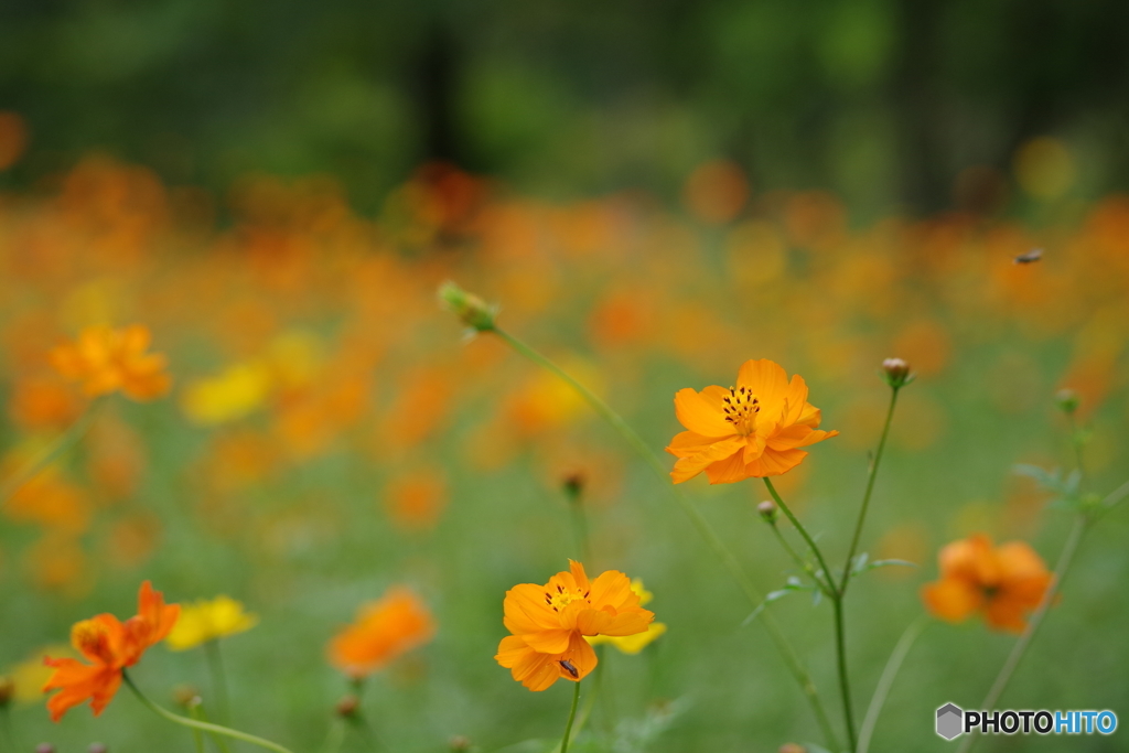 キバナコスモスの園-2