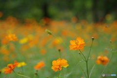 キバナコスモスの園-2