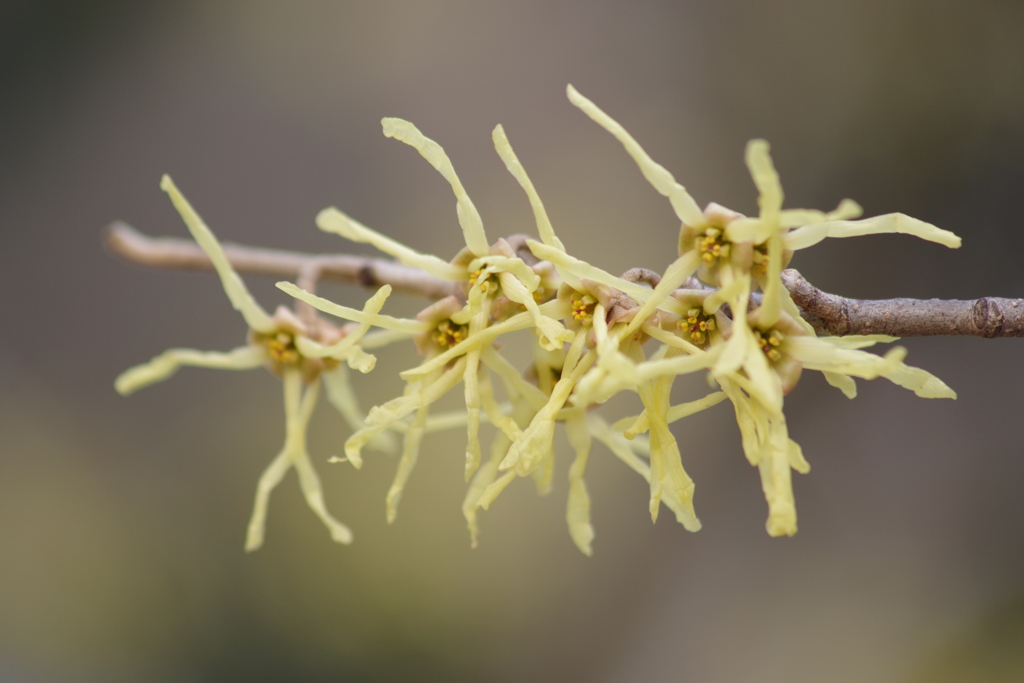 春を待つ心-丸葉マンサク