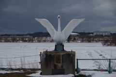 スワンパークの白鳥はこの一羽だけ^^;