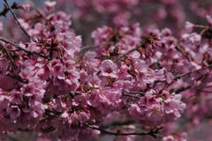 秩父の桜-3