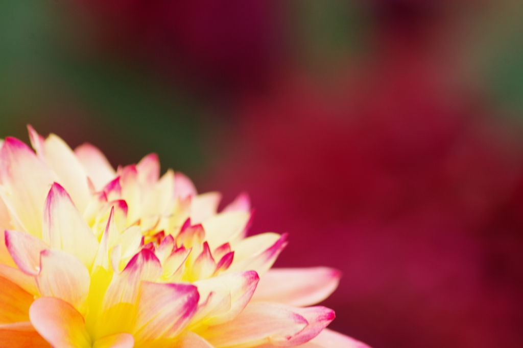 秋田のダリア最終章-41