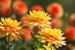 山形のダリア-オレンジのぽんぽんを背景に