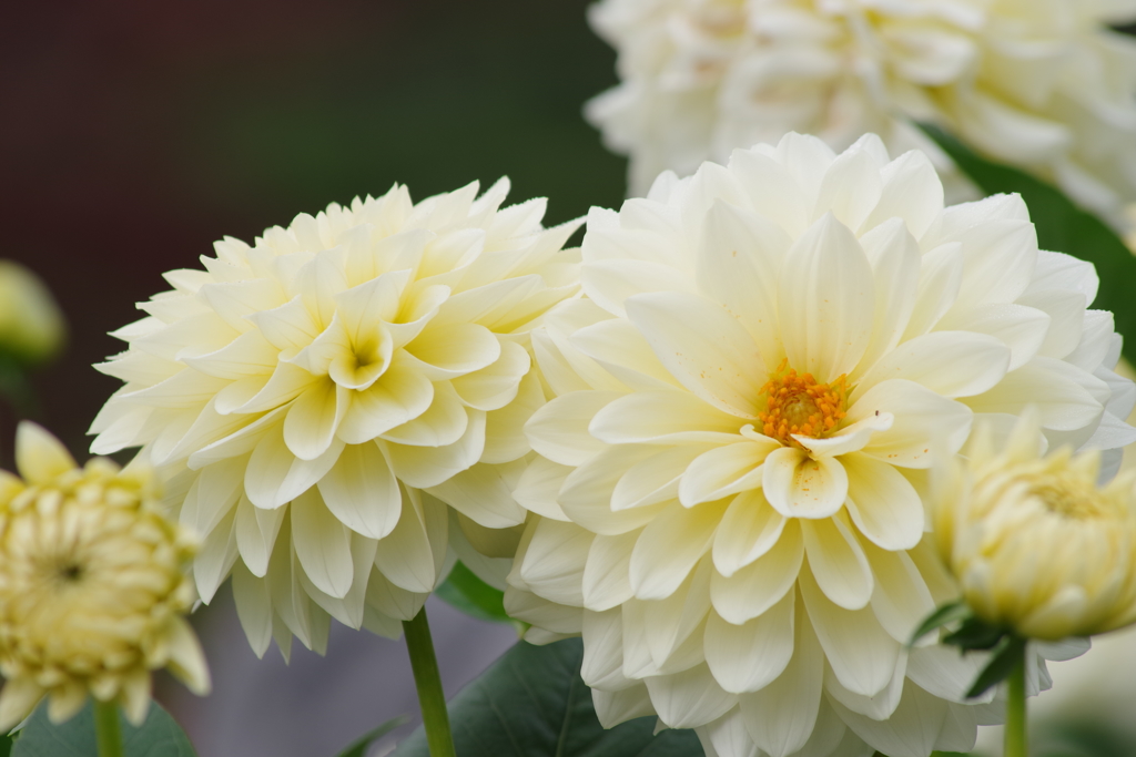 山形のダリア‐ミルク