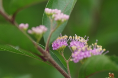 花散歩‐紫式部