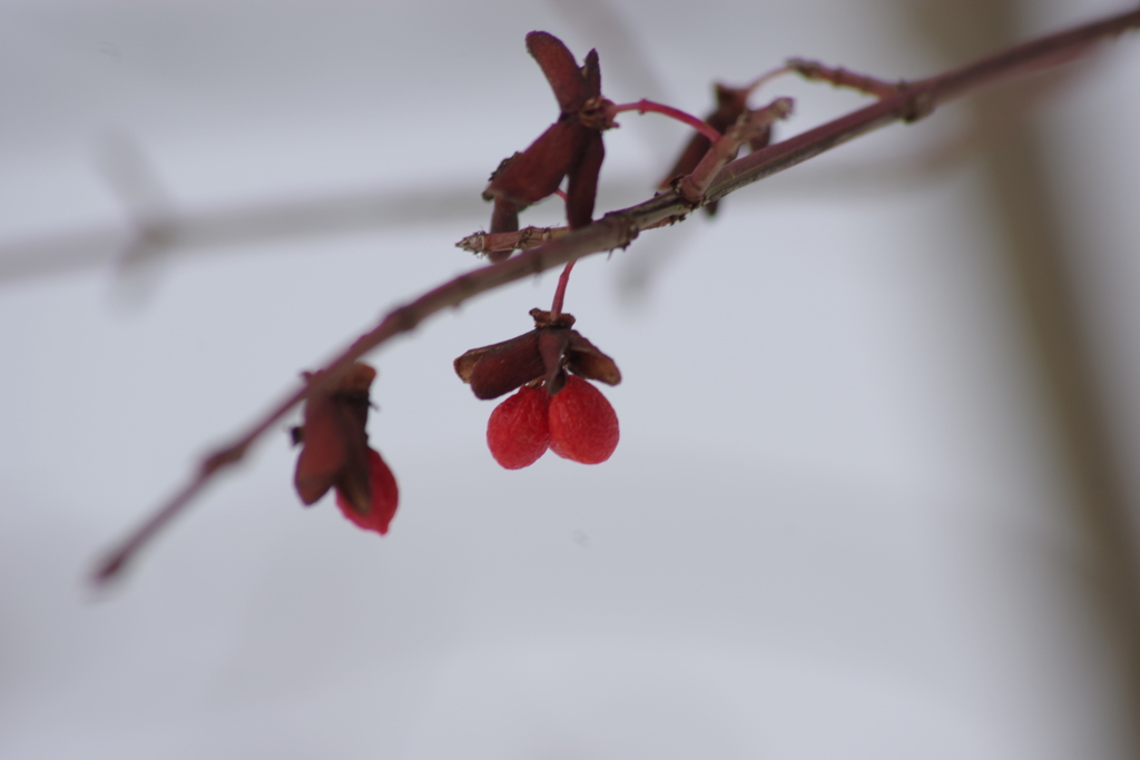 冬の彩り-コマユミの赤い実