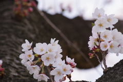 花散歩-公園の桜6