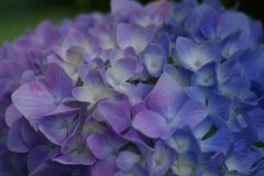 花散歩‐七変化