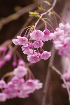 光禅寺の桜-5