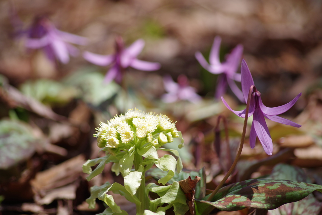 野草園の春‐蕗の薹とカタクリ